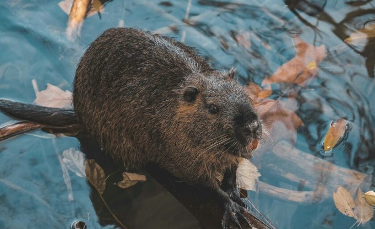  Tenemos una nueva y sorprendente «arma secreta» contra el cambio climático: los castores

 – En un click