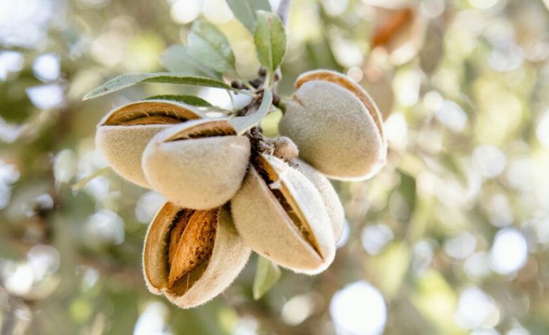  10.000 toneladas de almendras han desaparecido en Granada en una sola noche. Es una advertencia de lo que está por suceder.

 – En un click