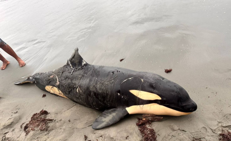  Esto es todo lo que se sabe de la orca que apareció muerta en las playas de Moñitos (Córdoba) y encendió las alertas ambientales en el Caribe

 – En un click