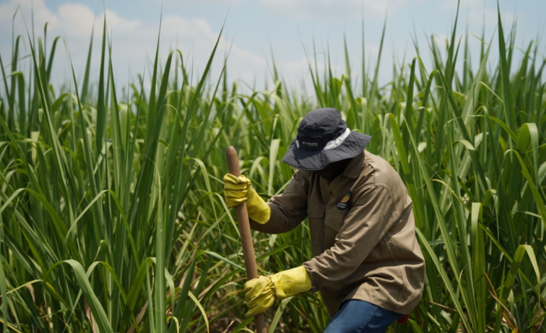  Los enormes aumentos en las valoraciones catastrales para los productores de caña y habitantes de zonas rurales del Valle y el país que llegan hasta el 2.505.119%

 – En un click